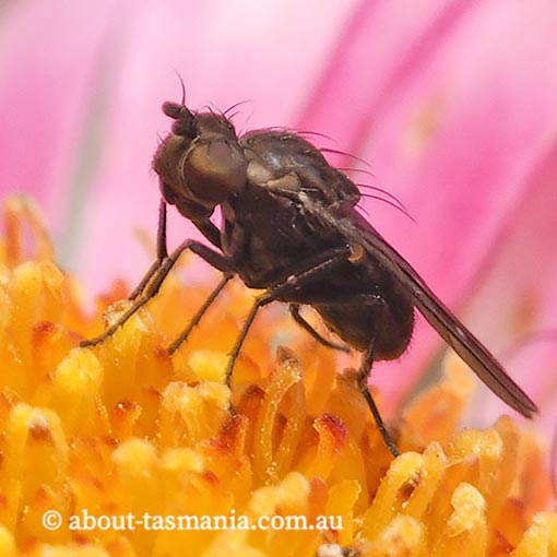 Scatella nitidithorax, Ephydridae, Tasmania, fly