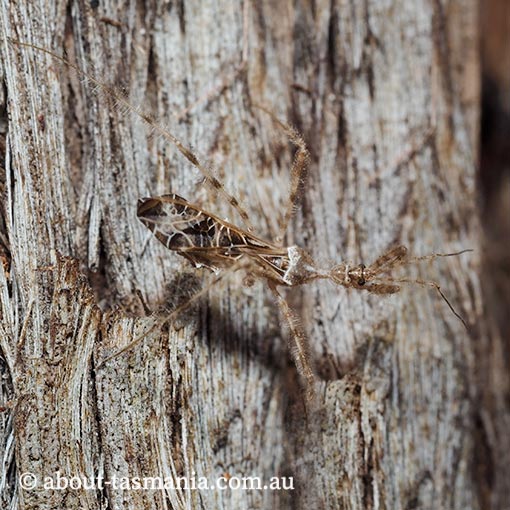 Stenolemus edwardsii, Assassin Bug, Reduviidae, Tasmania