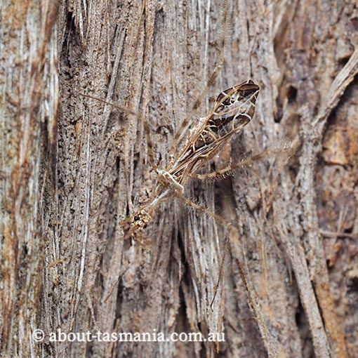 Stenolemus edwardsii, Assassin Bug, Reduviidae, Tasmania