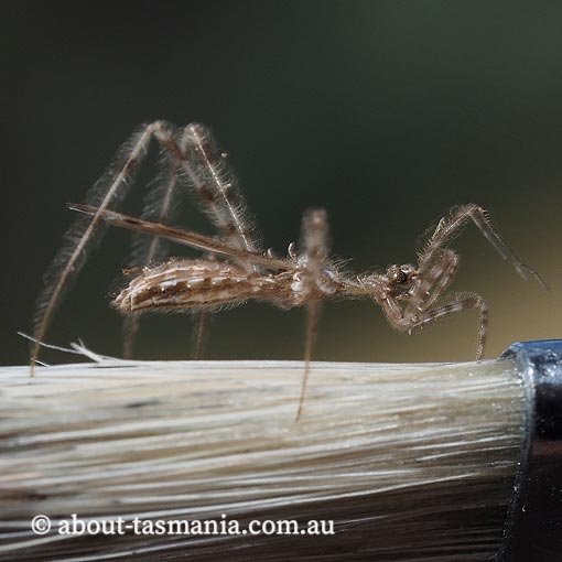 Stenolemus edwardsii, Assassin Bug, Reduviidae, Tasmania
