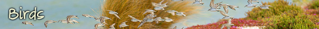 birds in Tasmania