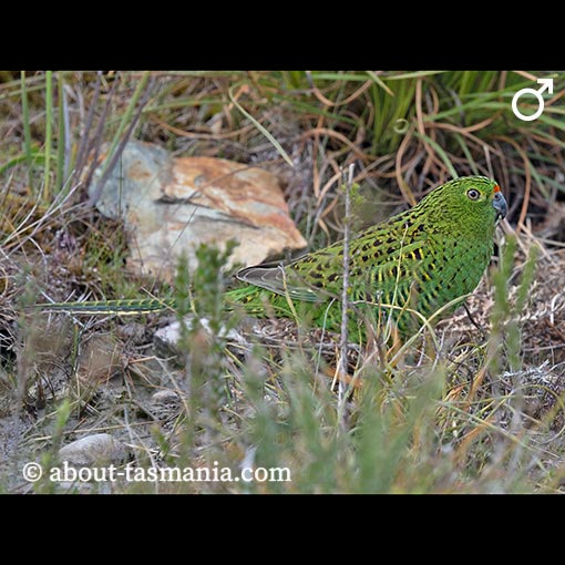 Eastern Ground Parrot, Pezoporus wallicus, Tasmania