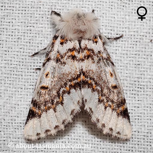 Aglaosoma periblepta, Tasmanian Notodontid, Notodontidae, Tasmania, moth