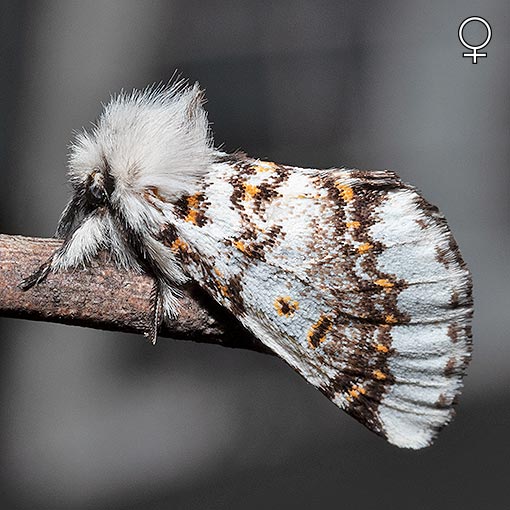 Aglaosoma periblepta, Tasmanian Notodontid, Notodontidae, Tasmania, moth