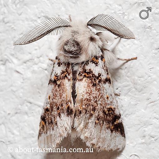 Aglaosoma periblepta, Tasmanian Notodontid, Notodontidae, Tasmania, moth