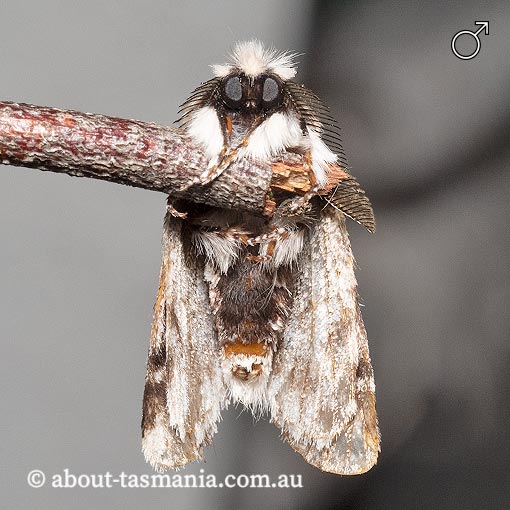 Aglaosoma periblepta, Tasmanian Notodontid, Notodontidae, Tasmania, moth