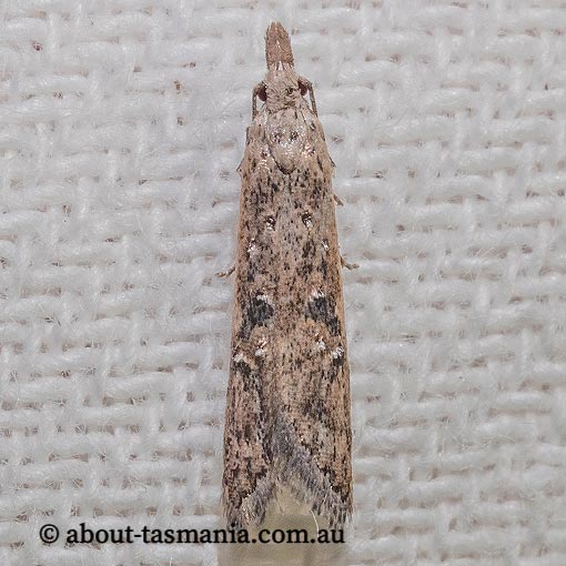 Carposina latebrosa, Carposinidae, Tasmania, moth