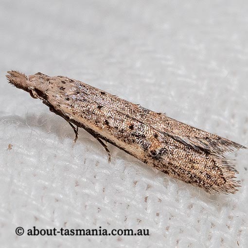Carposina latebrosa, Carposinidae, Tasmania, moth