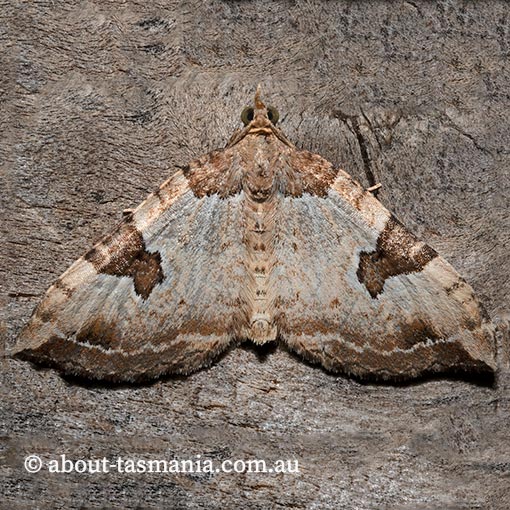 Chrysolarentia epicteta, Geometridae, Tasmania, moth