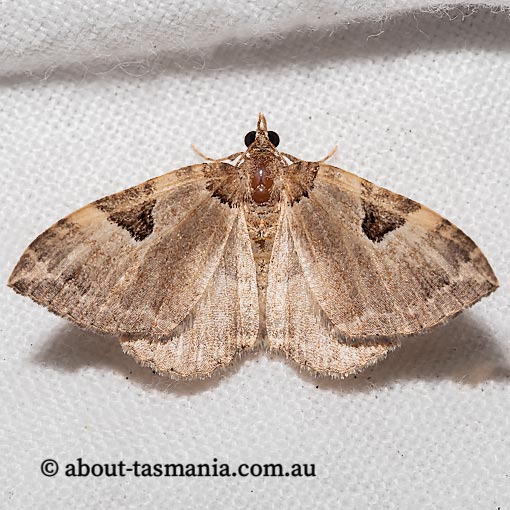 Chrysolarentia epicteta, Geometridae, Tasmania, moth