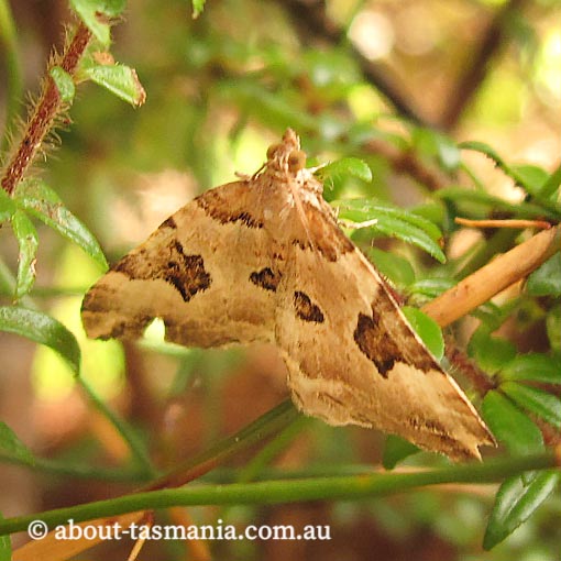Chrysolarentia epicteta, Geometridae, Tasmania, moth