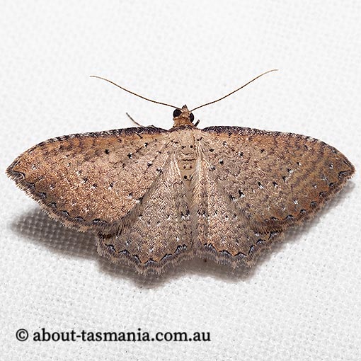 Chrysolarentia microcyma, finely-marked carpet, Geometridae, Tasmania