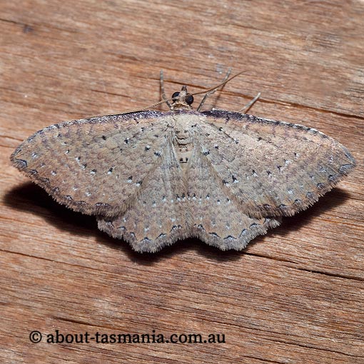 Chrysolarentia microcyma, finely-marked carpet, Geometridae, Tasmania