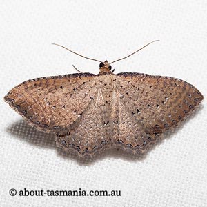 Chrysolarentia microcyma