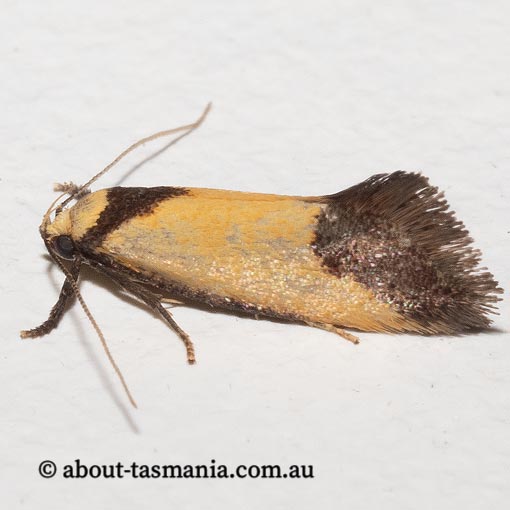 Crepidosceles exanthema, Oecophoridae, Tasmania, moth