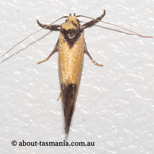Crepidosceles exanthema, Oecophoridae, Tasmania, moth