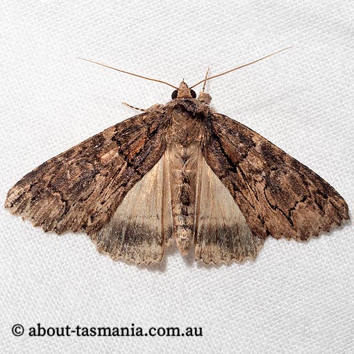Crioa hades, Erebidae, Tasmania, moth