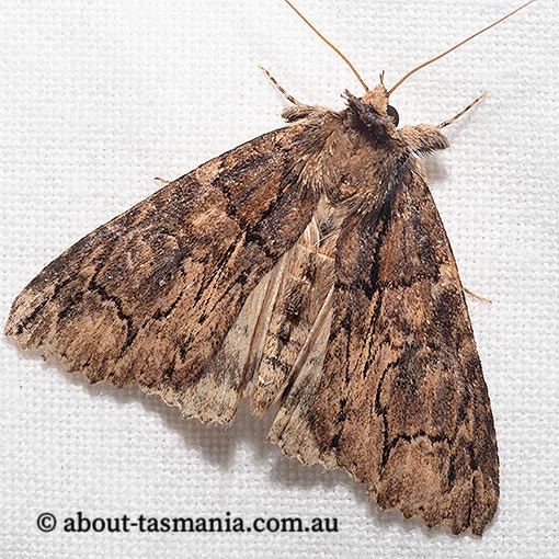 Crioa hades, Erebidae, Tasmania, moth