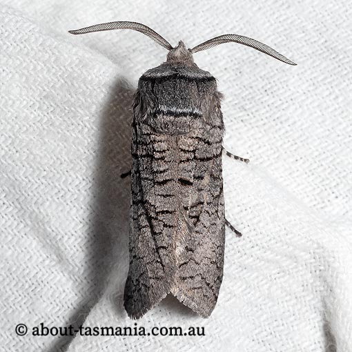 Culama anthracica, Cossidae Tasmania, moth