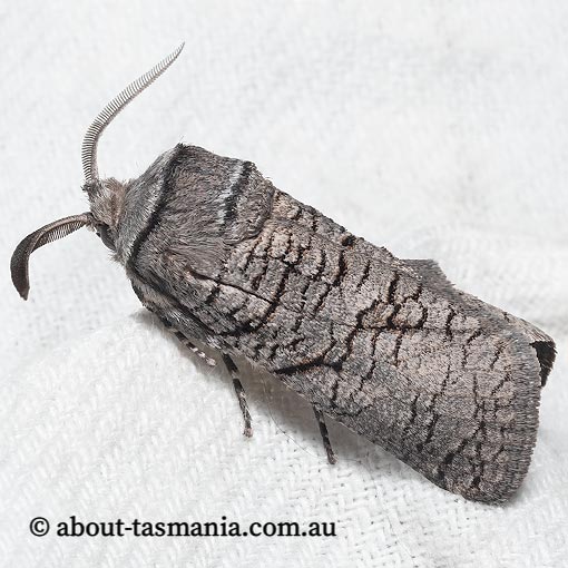 Culama anthracica, Cossidae Tasmania, moth