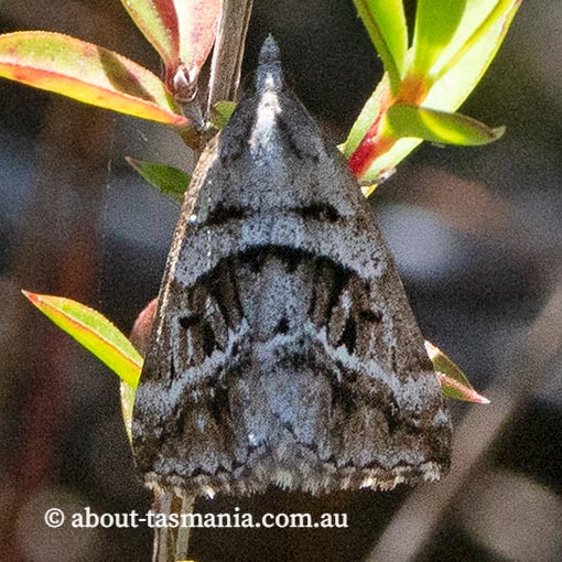 Dichromodes stilbiata, Geometridae, Tasmania, moth