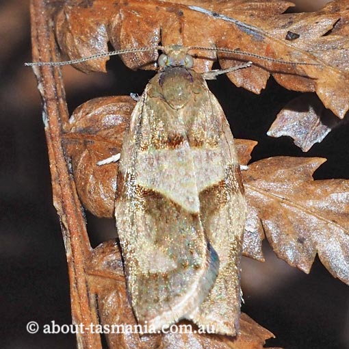 Epiphyas cerussata, Tortricidae, Tasmania, moth