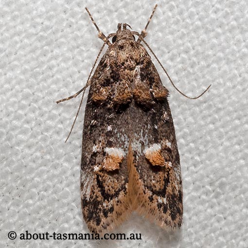 Eulechria callidesma | About Tasmania