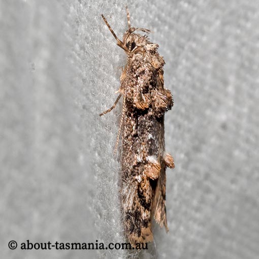 Eulechria callidesma, Oecophoridae, Tasmania, moth
