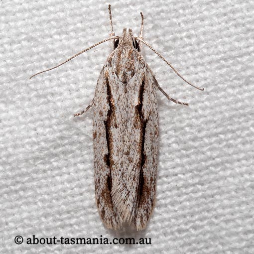 Eulechria xeropterella, Oecophoridae, Tasmania, moth