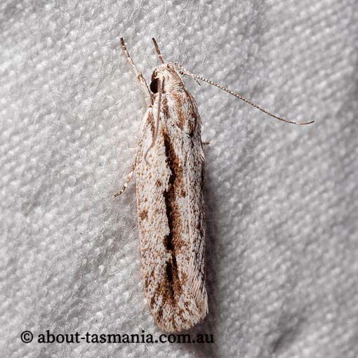 Eulechria xeropterella, Oecophoridae, Tasmania, moth