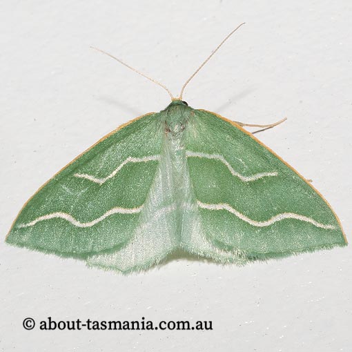 Euloxia meandraria, Geometridae, Tasmania, moth