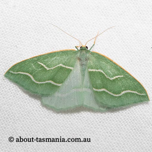Euloxia meandraria, Geometridae, Tasmania, moth