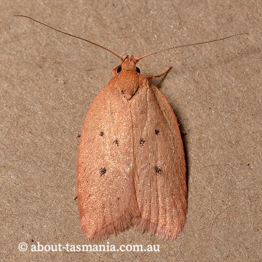 Garrha leucerythra, Wingia Group, Oecophoridae, Tasmania, moth