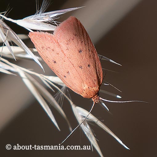 Garrha leucerythra, Wingia Group, Oecophoridae, Tasmania, moth