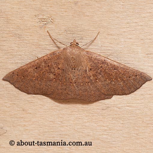 Idiodes apicata, bracken moth, Geometridae, Tasmania