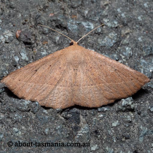 Idiodes apicata, bracken moth, Geometridae, Tasmania
