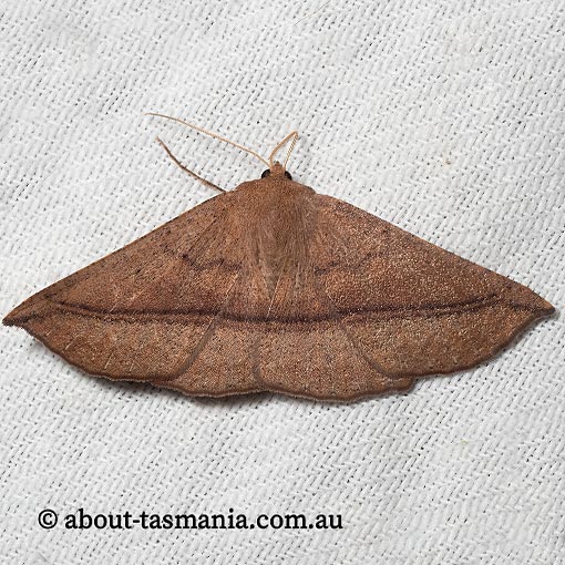 Idiodes apicata, bracken moth, Geometridae, Tasmania