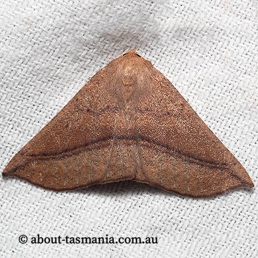 Idiodes apicata, bracken moth, Geometridae, Tasmania