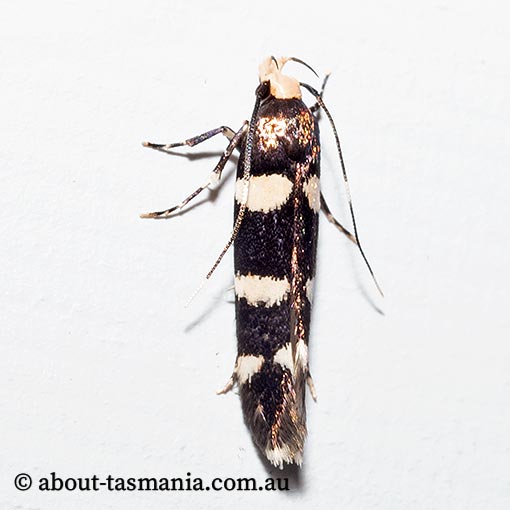 Limnaecia scoliosema, Cosmopterigidae, Tasmania, moth