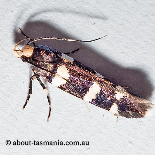 Limnaecia scoliosema, Cosmopterigidae, Tasmania, moth