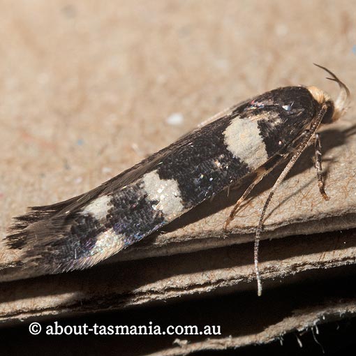 Limnaecia scoliosema, Cosmopterigidae, Tasmania, moth