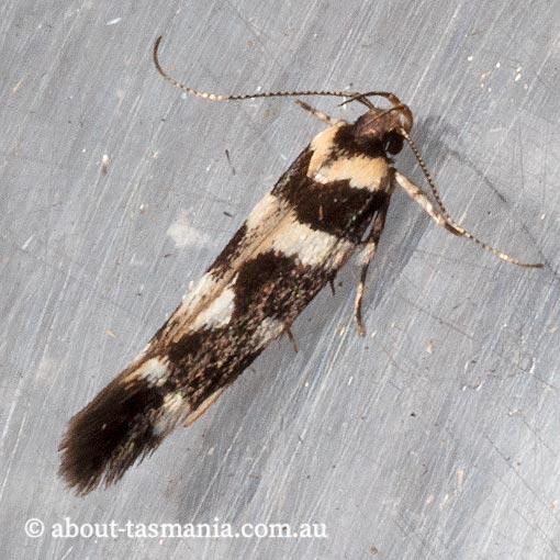 Macrobathra bigerella, Cosmopterigidae, Tasmania, moth