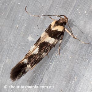 Macrobathra bigerella