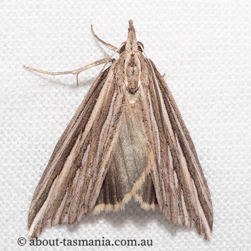Meyrickella ruptellus, Erebidae, Tasmania, moth