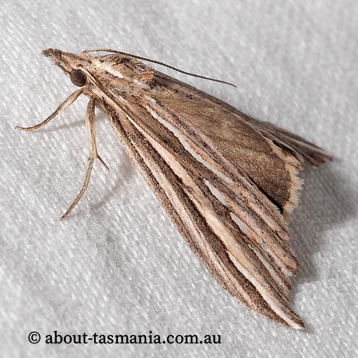 Meyrickella ruptellus, Erebidae, Tasmania, moth