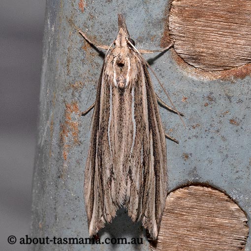 Meyrickella ruptellus, Erebidae, Tasmania, moth