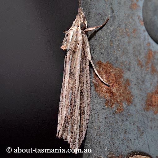 Meyrickella ruptellus, Erebidae, Tasmania, moth