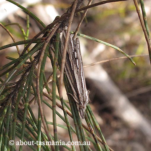 Meyrickella ruptellus, Erebidae, Tasmania, moth