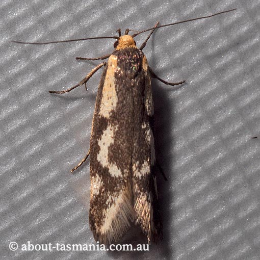 Palimmeces poecilella, Oecophoridae, Tasmania, moth
