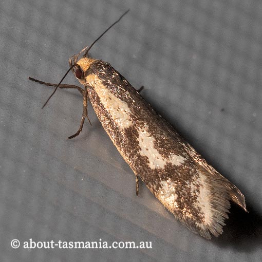 Palimmeces poecilella, Oecophoridae, Tasmania, moth
